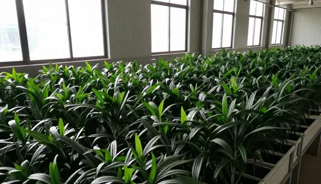 种苗供应中的常见问题及应对策略